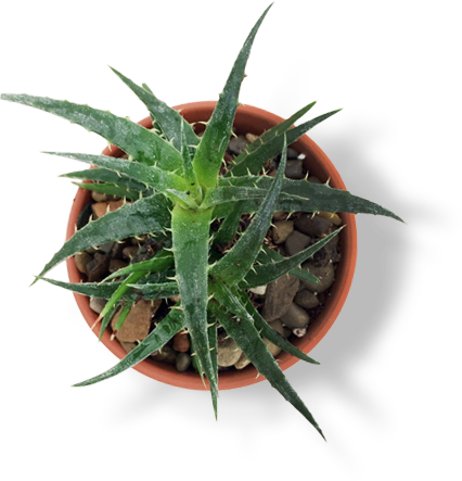 Plant